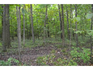 Dekalb County, Indiana Farmland - MAJOR LAND AUCTION - 516+/- ACRES OFFERED IN 18 TRACTS OR COMBINATIONS IN DEKALB COUNTY, INDIANA